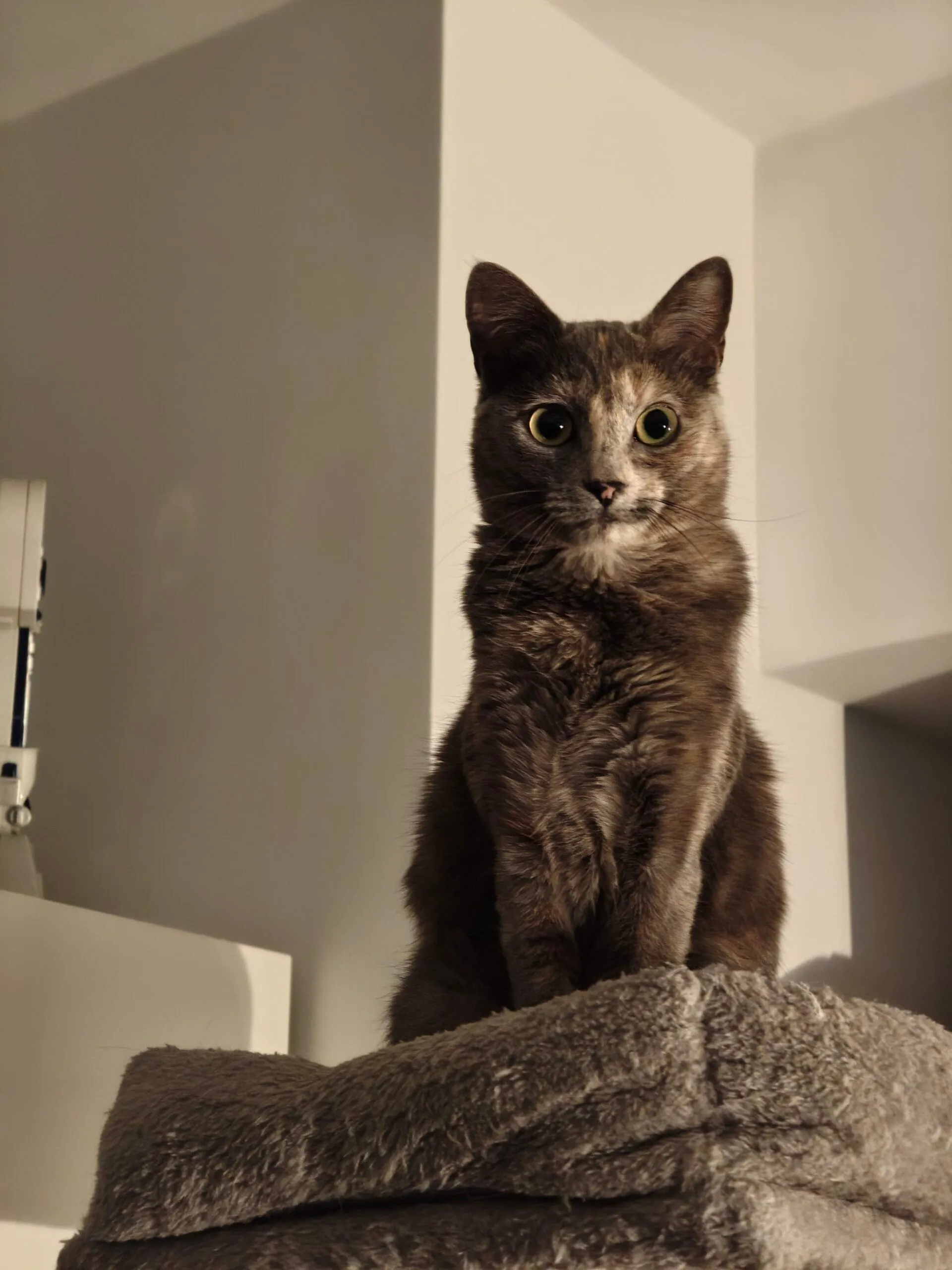 Análisis Nothing Phone (3a) Pro por PalmixArt