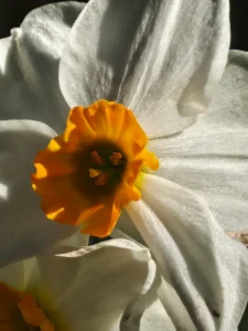 Fotos Nothing Phone (4a) Pro