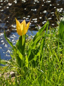 Fotos Nothing Phone (4a) Pro