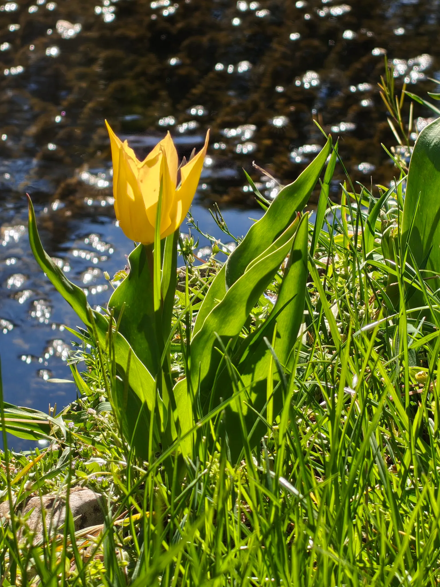 Fotos Nothing Phone (4a) Pro