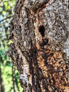 Fotos Nothing Phone (4a) Pro